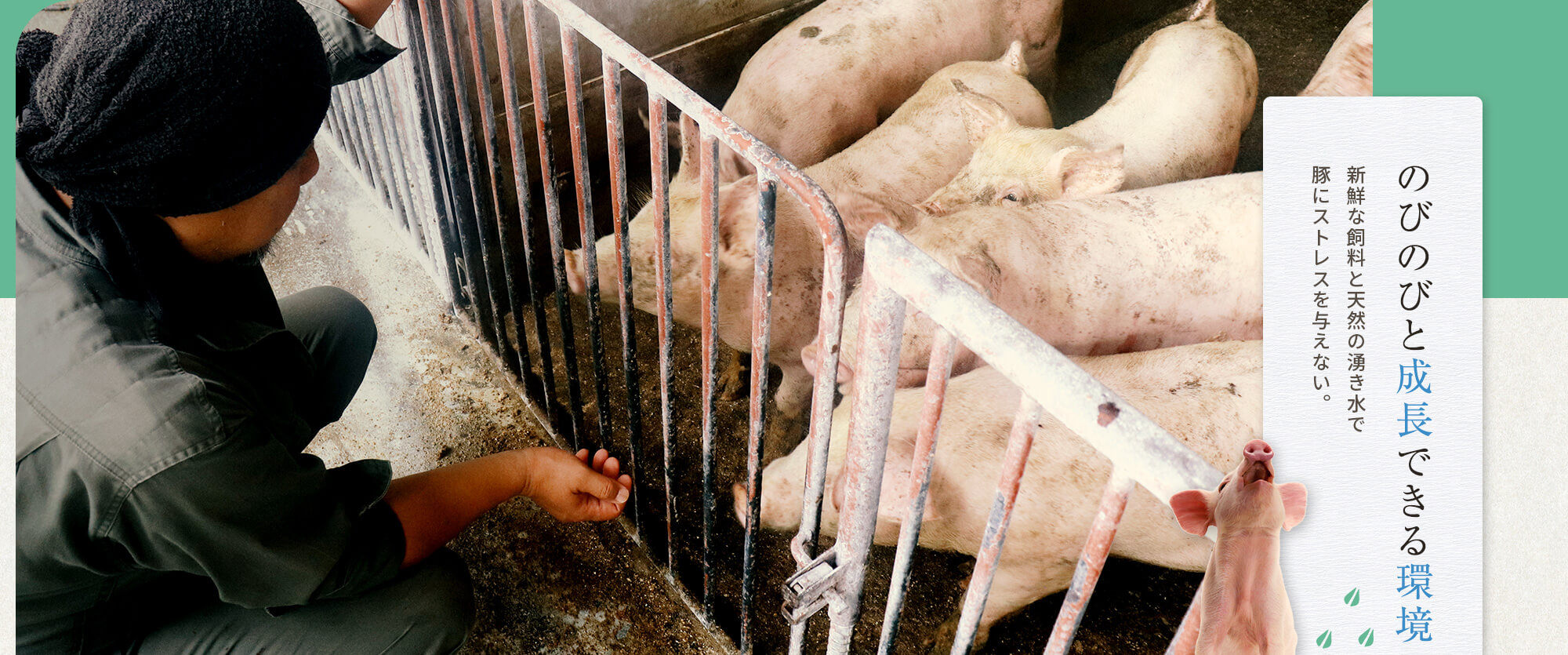 新鮮な飼料と天然の湧き水で豚にストレスを与えない、のびのびと成長できる環境